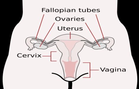 Female Reproductive System